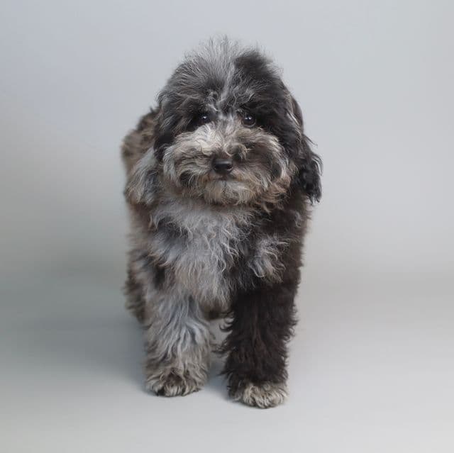 TOY-MINI OREO - Toy Poodle Male