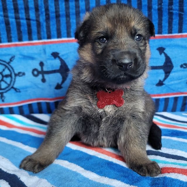 Smokey - German Shepherd Dog Male