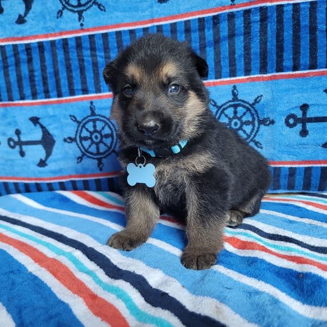 Simba - German Shepherd Dog Male