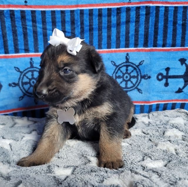 Honey Bee - German Shepherd Dog Female