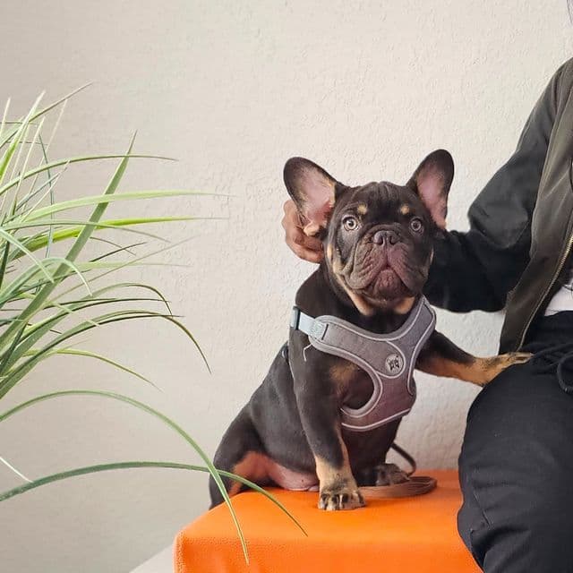 Henry - French Bulldog Male