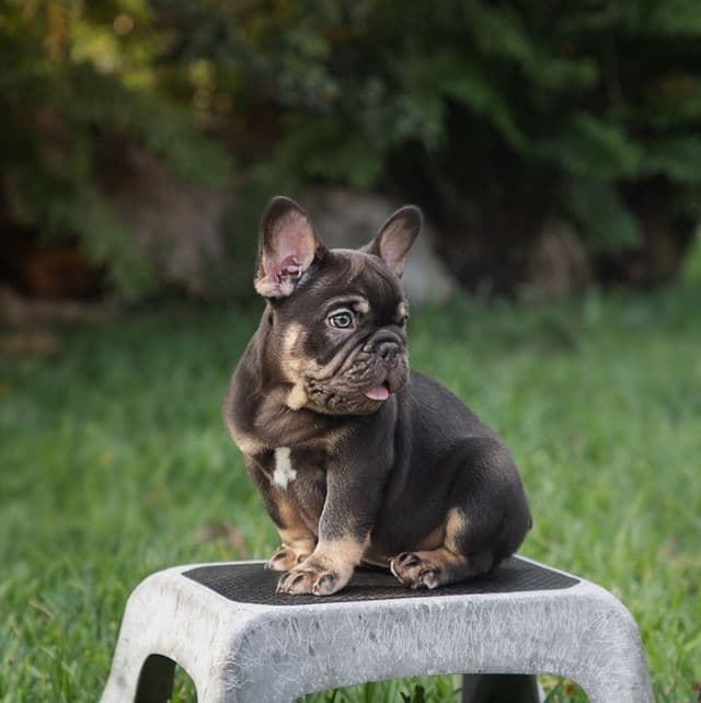 Henry - French Bulldog Male
