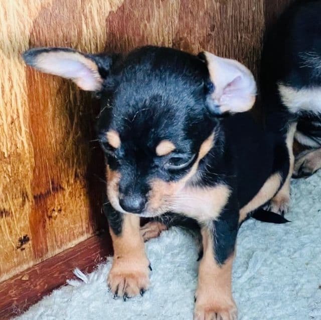 Nala - Chihuahua Female