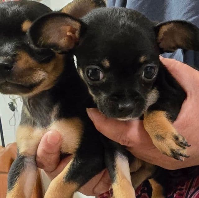 Kiara - Chihuahua Female