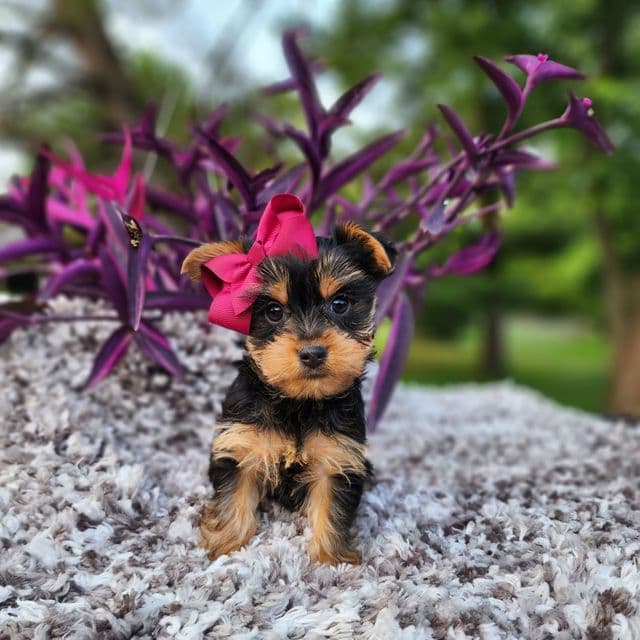 Trixie - Yorkshire Terrier Female