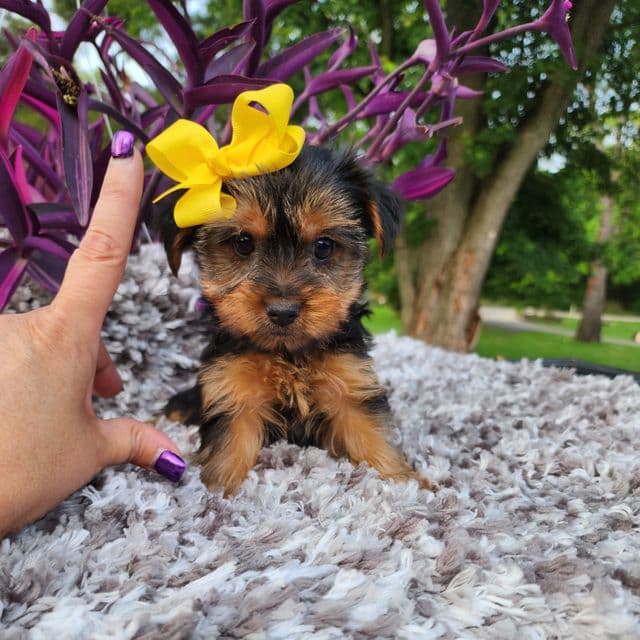 Kylie - Yorkshire Terrier Female