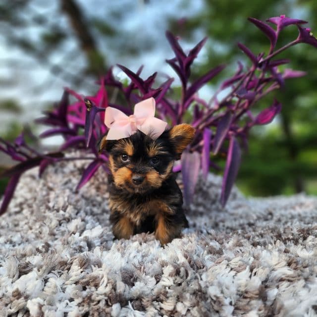 Little Lulu - Yorkshire Terrier Female