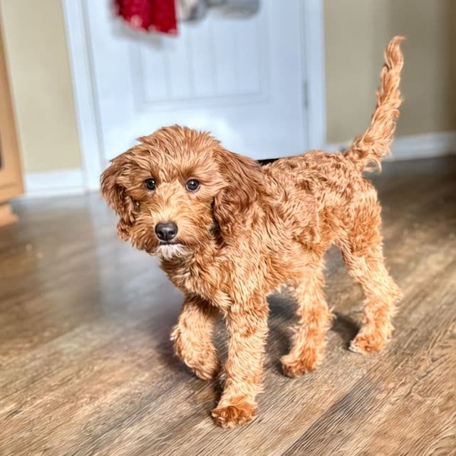 Kim - Goldendoodle Female