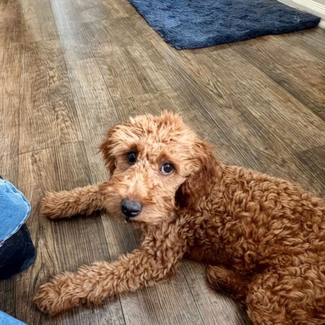 Alexandra  - Goldendoodle Female