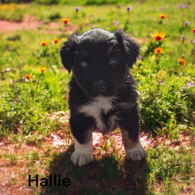 Hallie - Australian Shepherd Female