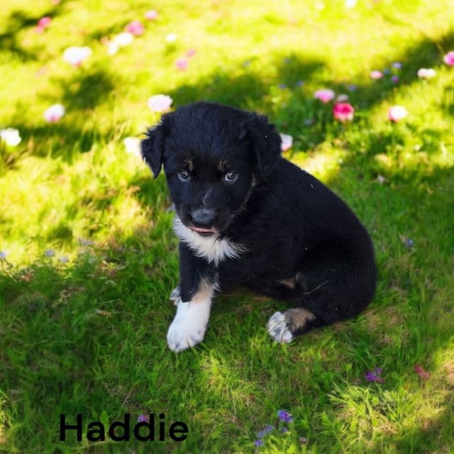 Haddie - Australian Shepherd Female