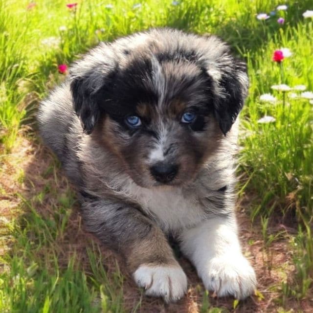Hazel - Australian Shepherd Female