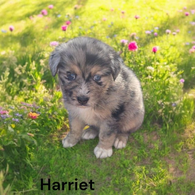 Harriet - Australian Shepherd Female