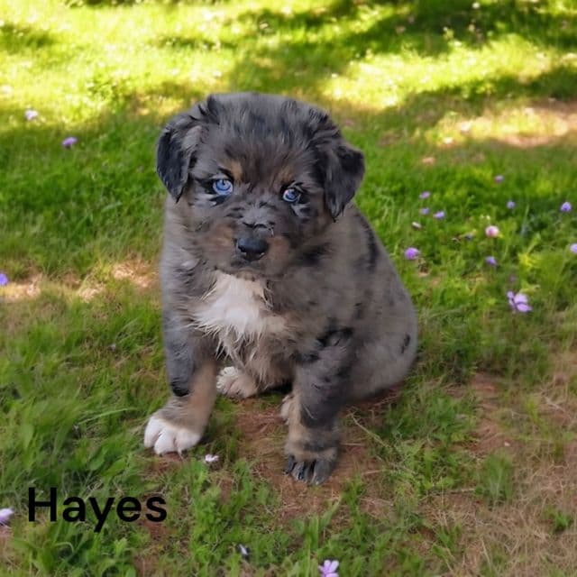 Hayes - Australian Shepherd Male