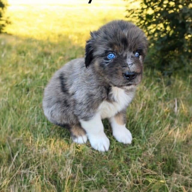 Harvey - Australian Shepherd Male