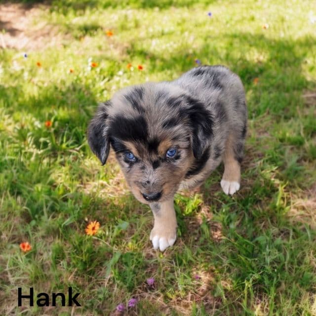 Hank - Australian Shepherd Male