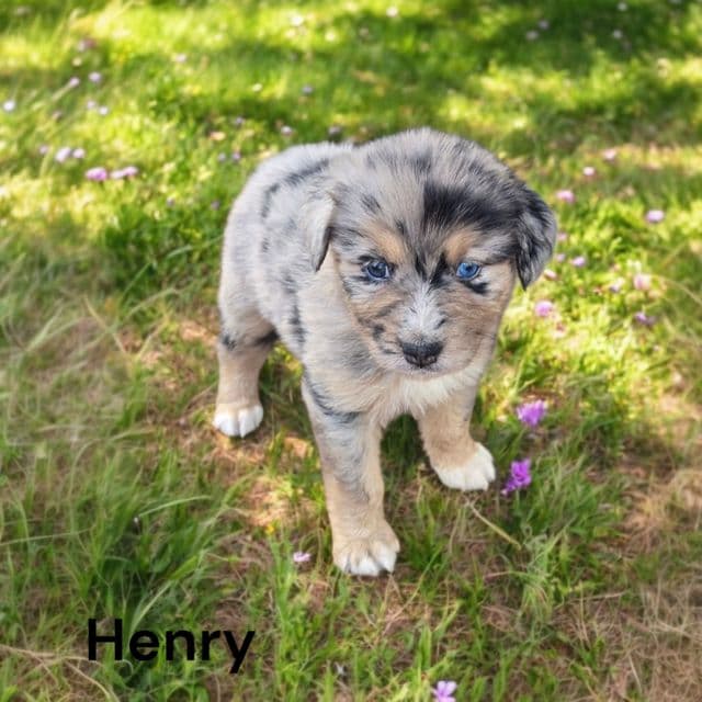 Henry - Australian Shepherd Male
