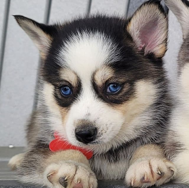 Ranger - Pomsky Male