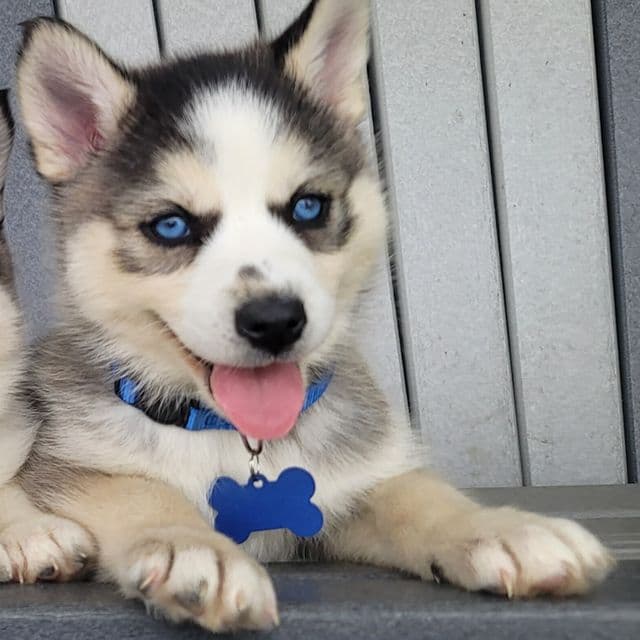 Remington - Pomsky Male