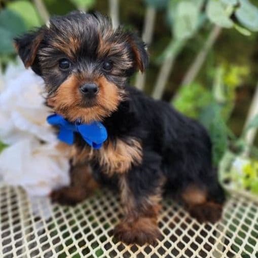 Bastian - Yorkshire Terrier Male