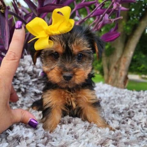 Kylie - Yorkshire Terrier Female