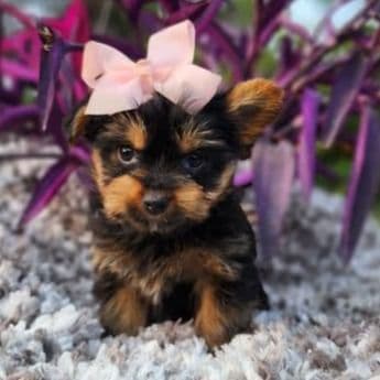 Little Lulu - Yorkshire Terrier Female