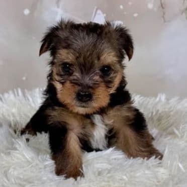 Charlie  - Yorkshire Terrier Male