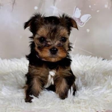 Chelsea - Yorkshire Terrier Female