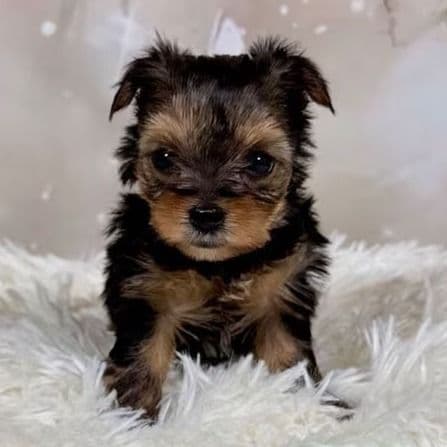 Chloe - Yorkshire Terrier Female