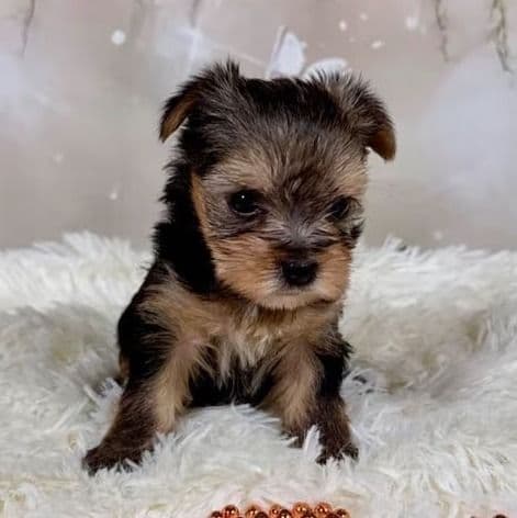 Callie - Yorkshire Terrier Female