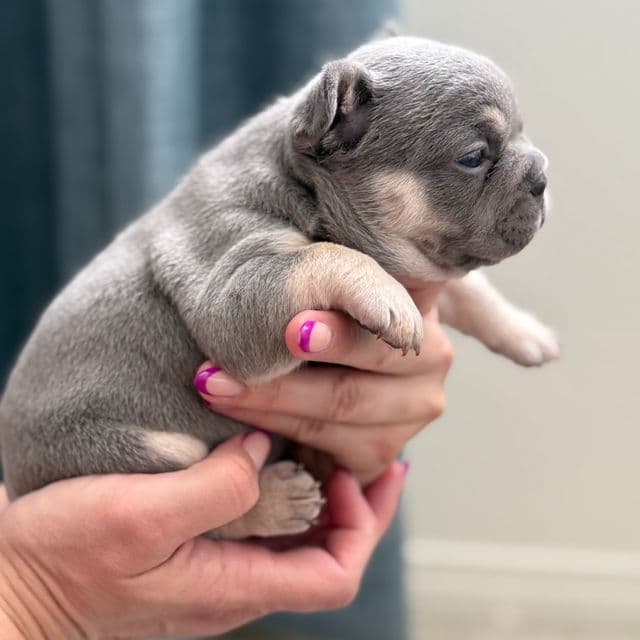 Elle - French Bulldog Female