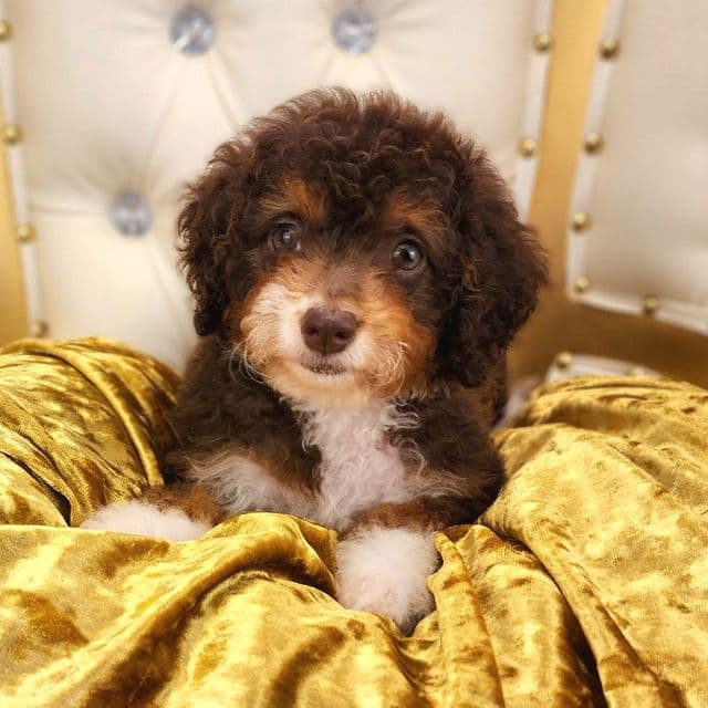 Daisy - Bernedoodle Female