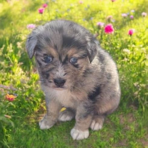 Harriet - Australian Shepherd Female