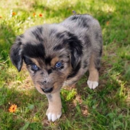 Hank - Australian Shepherd Male