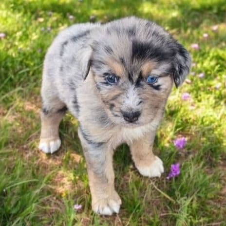 Henry - Australian Shepherd Male