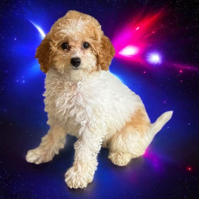 Maeve - Goldendoodle Female