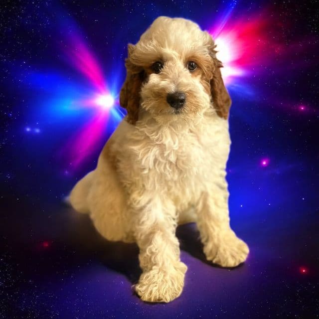 Ciara - Goldendoodle Female
