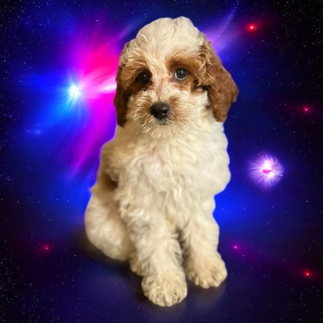Connor - Goldendoodle Male