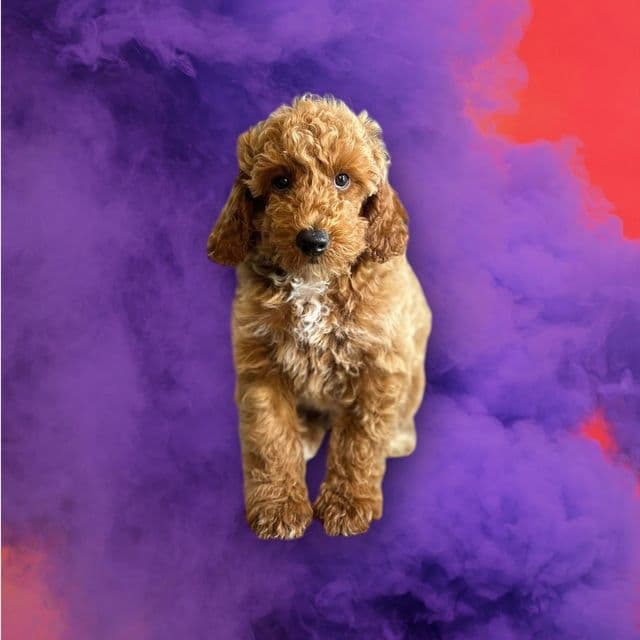 Arthur - Toy Poodle Male