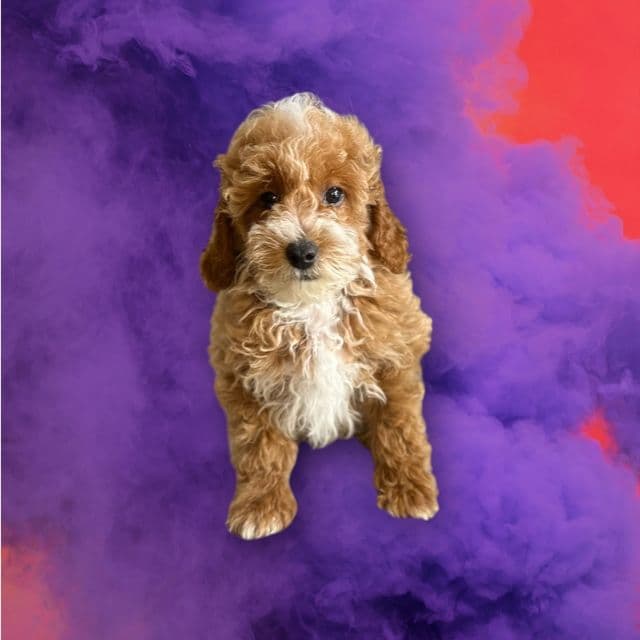 Galahad - Toy Poodle Male