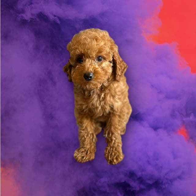 Percival - Toy Poodle Female