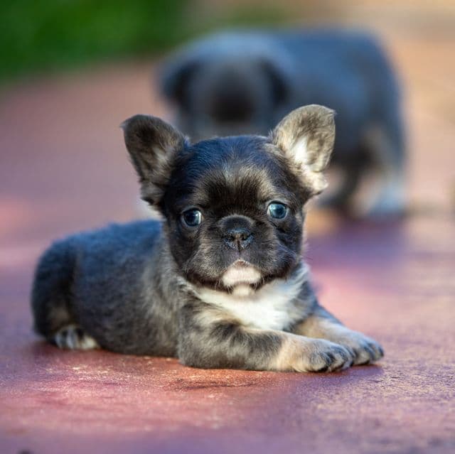 Victoria - French Bulldog Female