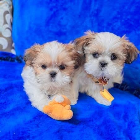 Polar  - Shih Tzu Male