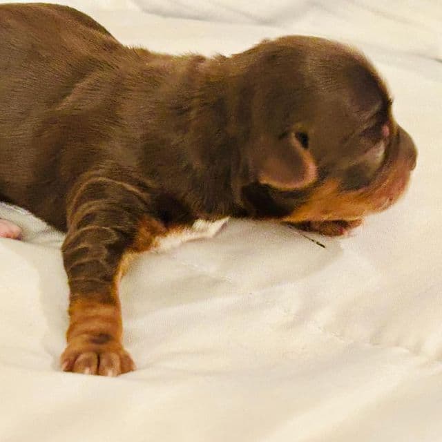 Chocolate Traditional - Yorkshire Terrier Male