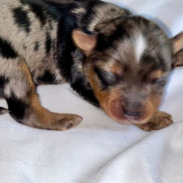 Blue Merle Girl - Yorkshire Terrier Female