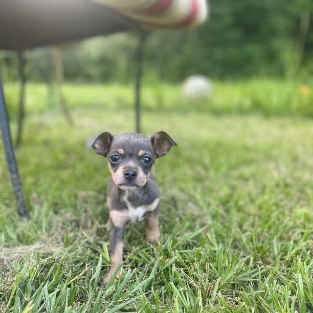 Sky - Chihuahua Female