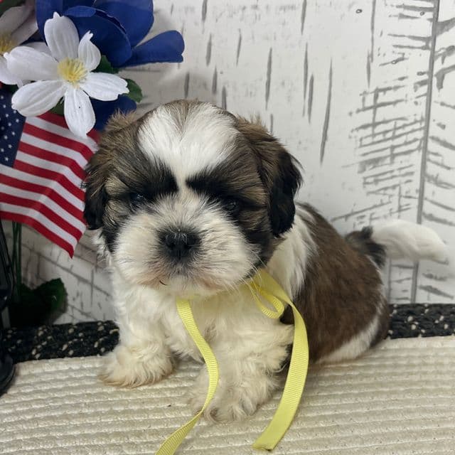 Freddy - Shih Tzu Male