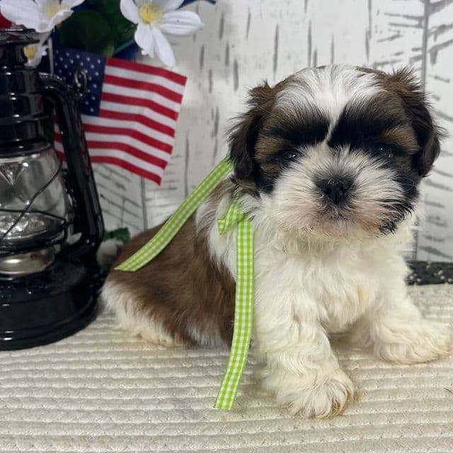 Rudy - Shih Tzu Male