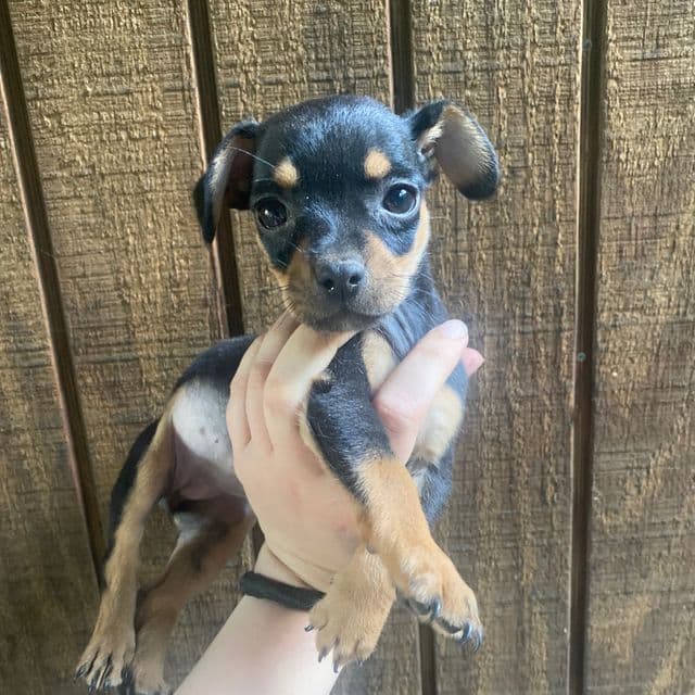 Kiara - Chihuahua Female