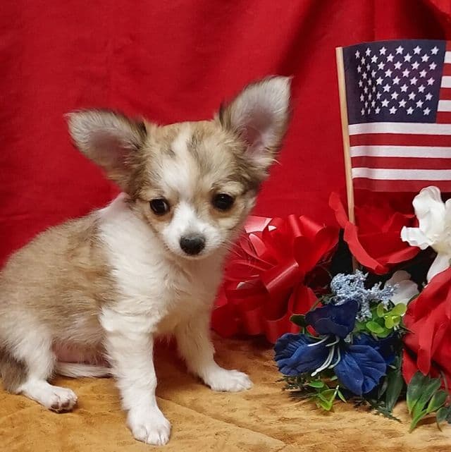Poncho - Chihuahua Male